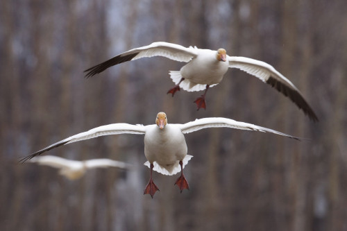 Three Snow Geese In Flight During Spring In The Matanuska Valley, Southcentral Alaska PosterPrint - Item # VARDPI2094077