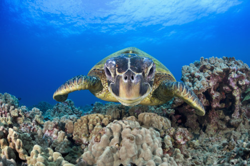 Hawaii, Maui, A wide angle of a green sea turtle (Chelonia mydas) viewed straight on. PosterPrint - Item # VARDPI2116892