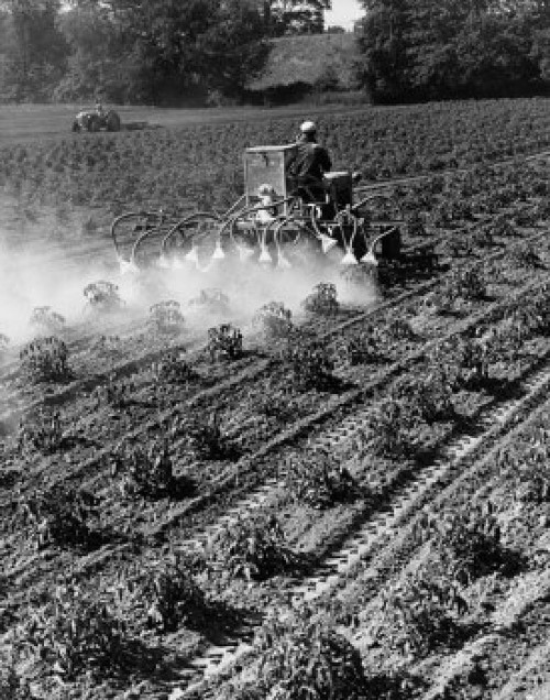 Farmer dusting tomato crop in a field Poster Print - Item # VARSAL25531362