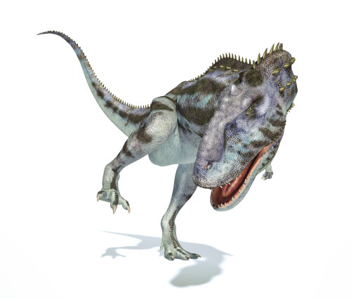 Majungasaurus dinosaur on white background with drop shadow Poster Print - Item # VARPSTVET600069P