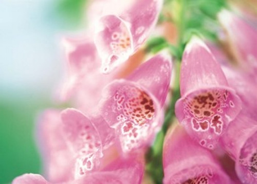 Group of flower head Poster Print by Panoramic Images (36 x 26) - Item # PPI136846