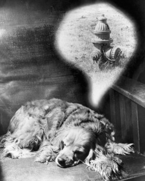 Close-up of a Cocker Spaniel dreaming Poster Print