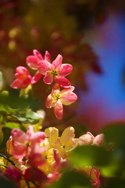 Hawaii, Maui, Close-Up Of Blossoms Of A Shower Tree. PosterPrint - Item # VARDPI1978770