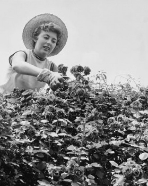 Low angle view of young woman gardening Poster Print - Item # VARSAL25532192