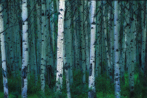 Forest Of Poplar Tree Trunks PosterPrint - Item # VARDPI19830