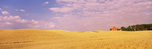 Barn in a wheat field, Washington State, USA Poster Print - Item # VARPPI80235