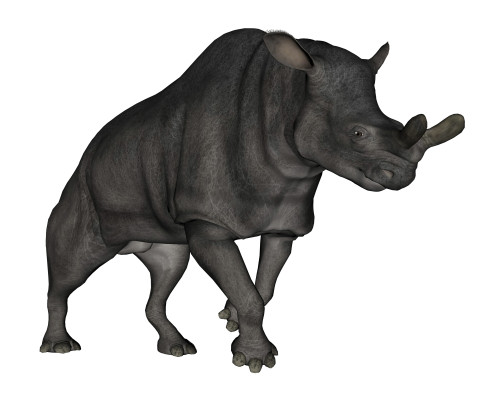 Brontotherium isolated on white background Poster Print - Item # VARPSTEDV600320P