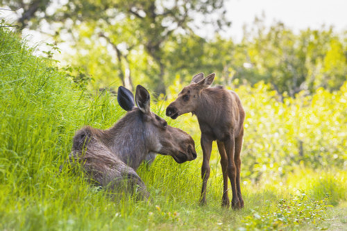 A moose cow and calf in Kincaid Park, Anchorage, Southcentral Alaska, summer PosterPrint - Item # VARDPI12288641