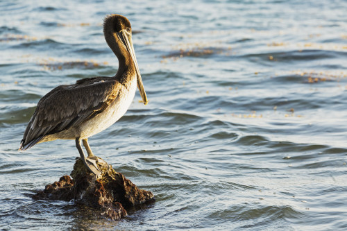 Pelican perched on a rock in the water; Akumal, Quintana Roo, Mexico PosterPrint - Item # VARDPI12269294