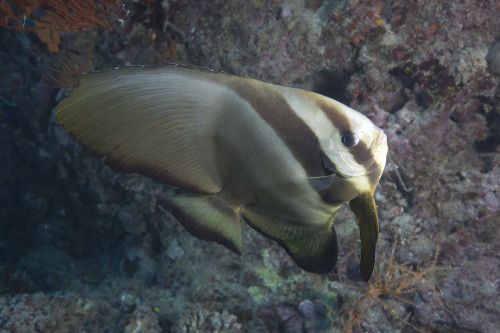 Longfin spadefish, Beqa Lagoon, Fiji Poster Print - Item # VARPSTTMO400564U