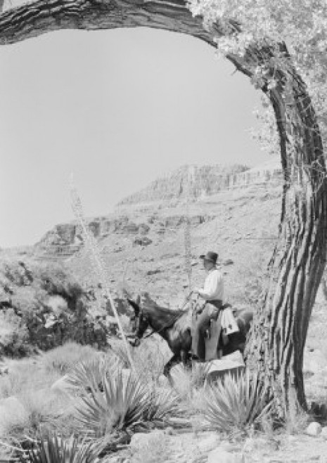 Cowboy riding horse Poster Print - Item # VARSAL255421943