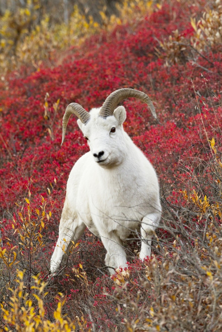 A Dall Sheep Ram Stands In Colorful Autumn Bushes In Denali National Park And Preserve, Interior Alaska PosterPrint - Item # VARDPI2152811