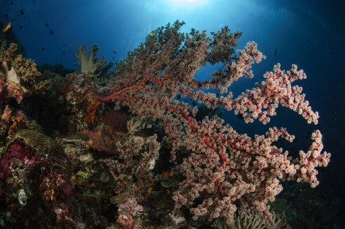 Soft coral reef seascape, Indonesia Poster Print - Item # VARPSTTSW400116U