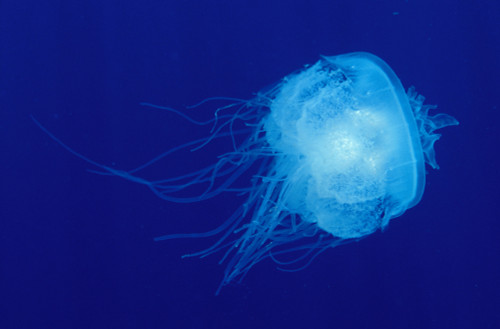 Hawaii, Translucent Jellyfish (Cephea Cephea) Floats In Deep Blue Water. PosterPrint - Item # VARDPI1996010