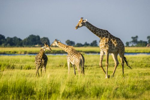 Giraffe (Giraffa camelopardalis), Chobe National Park; Kasane, Botswana PosterPrint - Item # VARDPI12281730