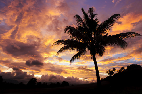 Fiji, Viti Levu Island, Sunrise and coconut palm tree. PosterPrint - Item # VARDPI2087138