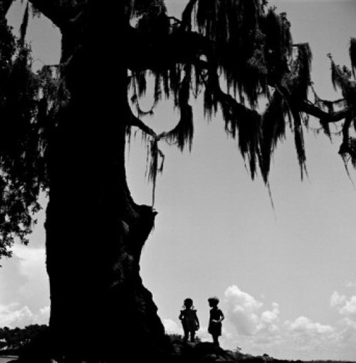USA  Louisiana  Bayou  Kids standing under large tree Poster Print - Item # VARSAL255422459