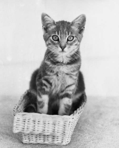Kitten sitting in a basket Poster Print - Item # VARSAL25530091