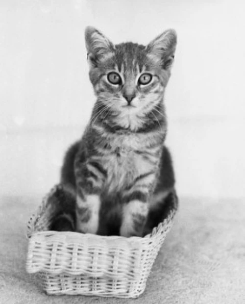 Kitten sitting in a basket Poster Print