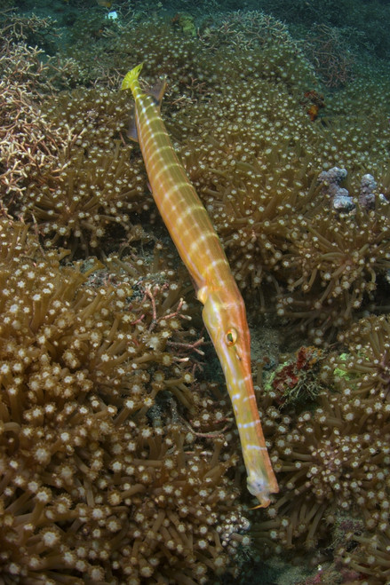 Trumpet fish, Lembeh Strait, Bitung, Sulawesi, Indonesia Poster Print - Item # VARPSTMME400197U