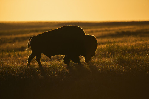 Silhouette of a bison at sunset, Grasslands National Park; Saskatchewan, Canada PosterPrint - Item # VARDPI12252394