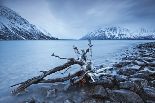 Log Along The Shores Of Kathleen Lake, Kluane National Park, Yukon. PosterPrint - Item # VARDPI2037282