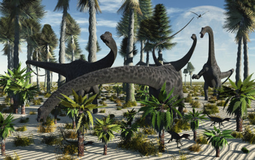 A herd of Diplodocus dinosaurs feeding on plants Poster Print - Item # VARPSTMAS100065P