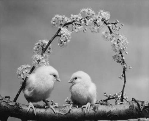 Two chicks perching on a branch Poster Print