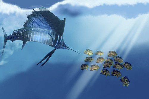 A Blue Marlin swims after a school of Angelfish in the ocean Poster Print - Item # VARPSTCFR300003U