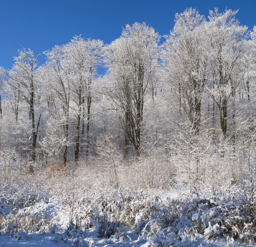 Snow Covered Maple Trees; Iron Hill, Quebec, Canada PosterPrint - Item # VARDPI2025363