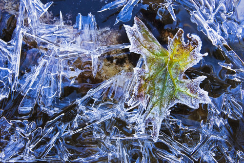 Artist's Choice: Ice And Frost On Leaves,Yoho National Park, British Columbia PosterPrint - Item # VARDPI2049286