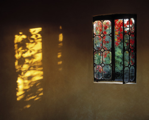 Window With Creeper, Butterstream, Co Meath, Ireland PosterPrint - Item # VARDPI1798132
