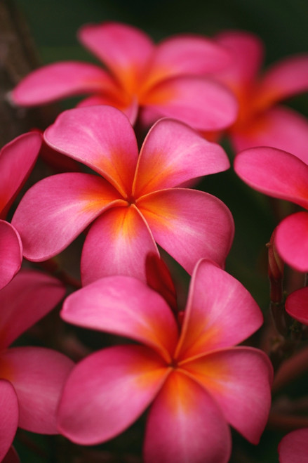Hawaii, Maui, Pink Plumerias. PosterPrint - Item # VARDPI1991292