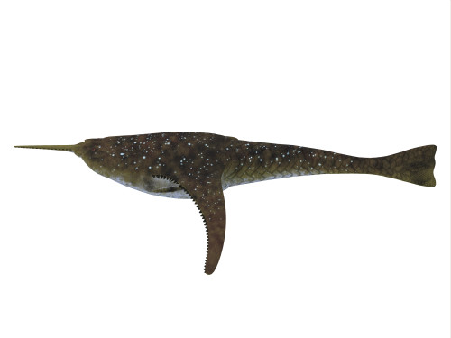 Doryaspis is an extinct primitive jawless fish that fed on plankton in the Devonian Period of Norway Poster Print - Item # VARPSTCFR200372P