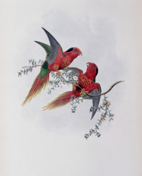 Pectoral Lorikeet John Gould Poster Print - Item # VARSAL900140748