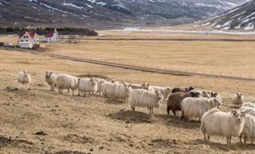 Flock of Sheep  Iceland Poster Print by Panoramic Images (20 x 12) - Item # PPI158819