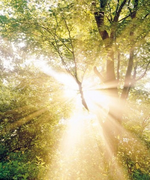 Burst of white light through green trees Poster Print by Panoramic Images (30 x 36) - Item # PPI118065
