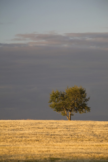 A single tree in a golden field at sunrise;Alberta canada PosterPrint - Item # VARDPI2273131