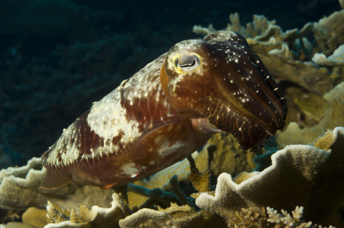 A Broadclub Cuttlefish, Inglis Shoal, Kimbe Bay, Papua New Guinea Poster Print - Item # VARPSTSJN400129U
