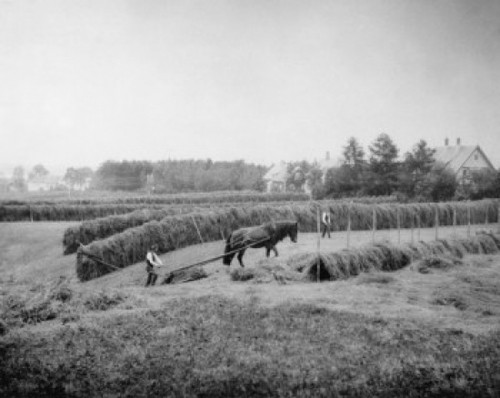 Hay Harvest  Norway Poster Print - Item # VARSAL25547513