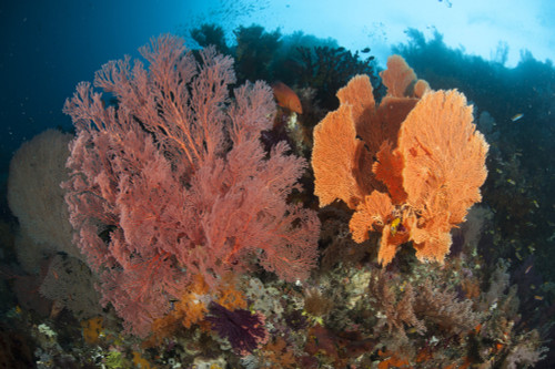 Reefscape in Raja Ampat covered in Gorgonians, West Papua, Indonesia Poster Print - Item # VARPSTSJN400519U
