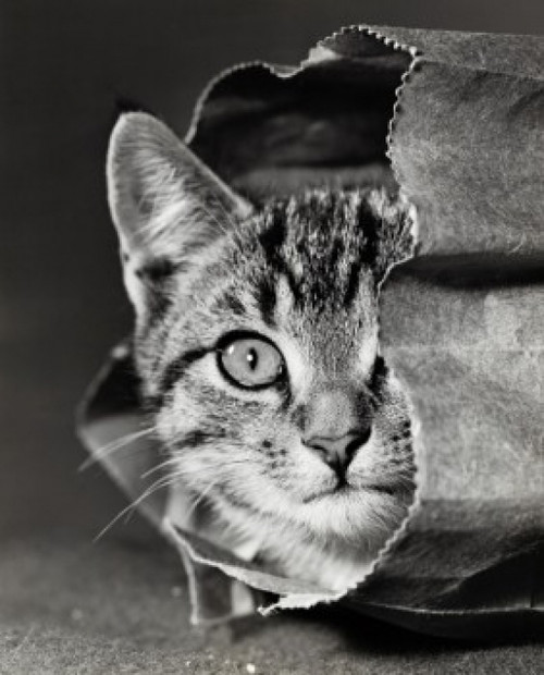 Cat peeking out of a paper bag Poster Print - Item # VARSAL25528749