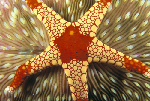 Indonesia, Yellow And Red Sea Star On Mushroom Coral, Close-Up Top View A90J PosterPrint - Item # VARDPI1996908