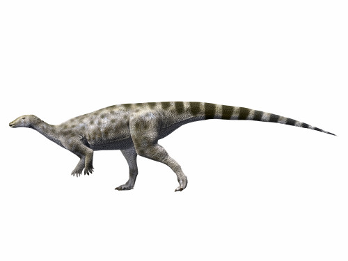 Gideonmantellia amosanjuanae, Early Cretaceous of Spain Poster Print - Item # VARPSTNBT600008P