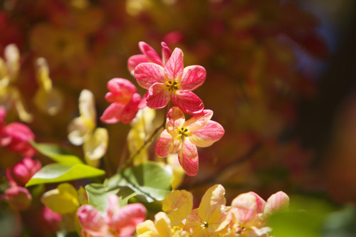 Hawaii, Maui, Close-Up Of Blossoms Of A Shower Tree. PosterPrint - Item # VARDPI1978768