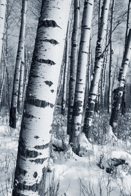 Winter Forest PosterPrint - Item # VARDPI1800720