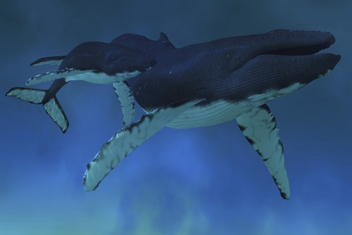 Deep ocean waters find a Humpback whale mother cow with her calf swimming together Poster Print - Item # VARPSTCFR300089U