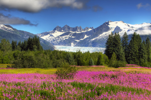 View Of The Mendenhall Glacier With A Field Of Fireweed In The Foreground, Southeast, Alaska Summer, Hdr Image PosterPrint - Item # VARDPI2095138