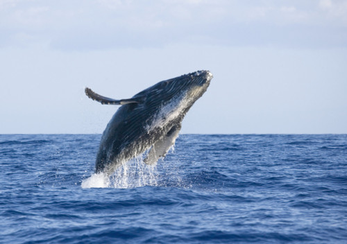 Hawaii, Maui, Humpback Whale Breaching. PosterPrint - Item # VARDPI1976028