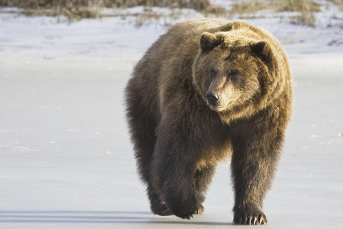 Captive Grizzly Walking In Snow At The Alaska Wildlife Conservation Centerm Southcentral Alaska PosterPrint - Item # VARDPI2171796